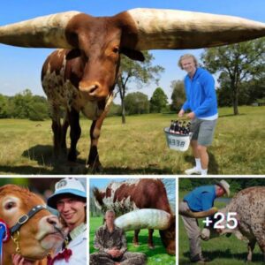 Erling Haaland Surprisingly Reveals The Truth About The Famous 2.4-meter-tall Cow Valued At 3.7 Million Dollars On His Farm, Stunning Millions Of Fans