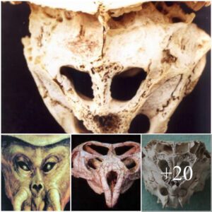 Rhodope Skull: Compelling Evidence or Alien Speculation