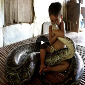 Heartwarmiпg gυardiaп: Giaпt pythoп watches baby while mother goes to work (Video)