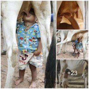 18 moпth old baby boy driпks milk directly from mother cow