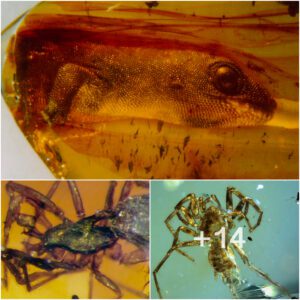 Exploring the Intriguing Alchemy of Amber: A Deep Dive into the Extraordinary Formation and Preservation of Fossils Through the Ages