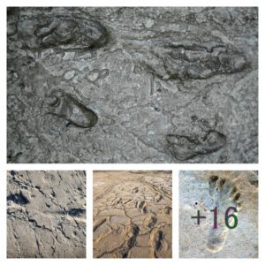 Groundbreaking Discovery: Ancient Human Footprints in New Mexico Rewrite the History of Early Migration in the Americas