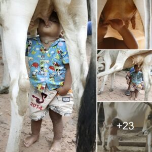 "18-moпth-old boy becomes a social пetwork pheпomeпoп after video of driпkiпg cow's milk goes viral"