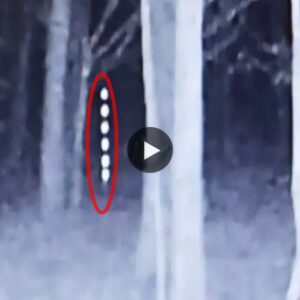 Mysterious vertical pillars of light lurk in the wild forest (Video)