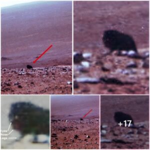 "NASA's Rover Spots Walking Creature on Mars"