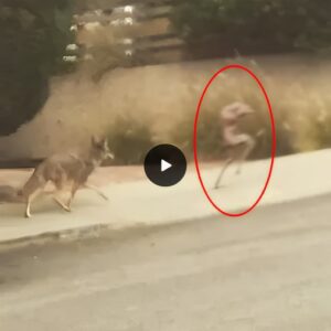 "Experience the Unbelievable Footage of a Fox Chasing an Alien Through Urban Streets"