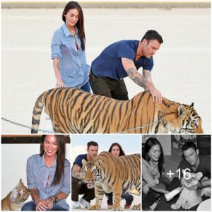 Roaring Romance: Megan Fox Finds Comfort in the Company of a Majestic Big Cat