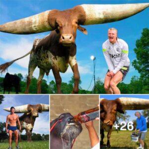 Revealing The Incredible Value Of The Famous Cow Up To 2.4 Meters Tall On Erling Haaland Farm Impressed Many Prestigious Us Newspapers