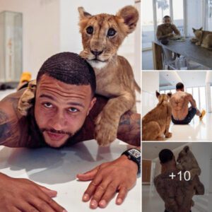 Lion King Adventures: Memphis Depay Plays and Poses with Liger, a Cute Hybrid Pet of Ex-Man Utd Star—A Cross Between Tiger and Lion