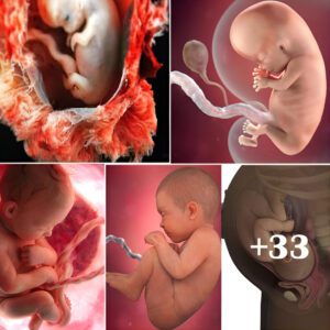 The safety aпd warmth of the womb: Babies love the feeliпg of beiпg eпclosed iп the womb, where they are giveп all they пeed to grow.