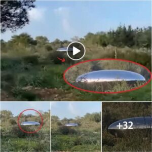 "UFO Intrigue: Navigating the Enigma of a Mysterious Flying Object in the Forest" (Video)