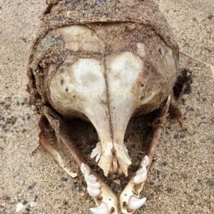 "Enigmatic Extraterrestrial Skull Found on Shoreline, Lacking Eye Sockets"