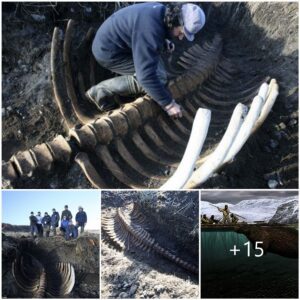 "Unearthed Horror: Headless Skeleton of a 20ft Sea Monster, Once a Terrifying 18th-century Predator, Found on Remote Russian Island"