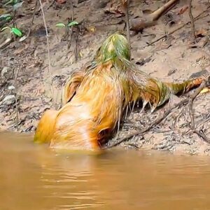 Mysterious Beings in the Volga: Strange River Creatures with a Terrifying Hybrid Appearance.