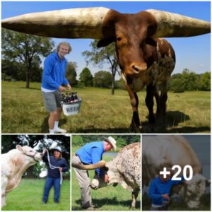 Erling Haaland Surprisingly Reveals the Truth About the Famous 2.4-Meter-Tall Cow Valued at 3.7 Million Dollars on His Farm, Stunning Millions of Fans