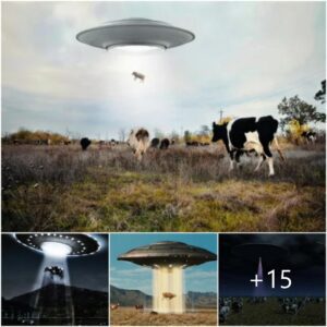 Cracking the Code: Examining Strange Lights in Rural Skies and Mysterious Overnight Cattle Disappearances.