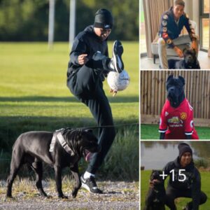 Fans go wild for Rashford’s stylish dog