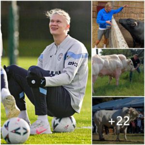 Surprising Revelations About Childhood: Football, Farming, And The World’s Heaviest Muscular Cow On Erling Haaland’s Farm