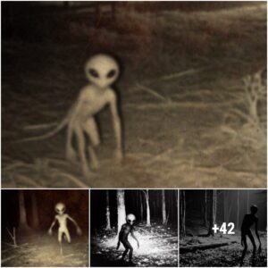 The images of the mysterious creature seen by the farmer at night while he was returning from work have caused a storm in the social network community.