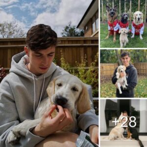 Kai Havertz brings his 3 dogs to Arsenal: A glimpse inside his wholesome lifestyle