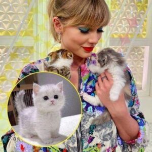 Taylor Swift acquired another luxurious cat following the loss of her previous one,