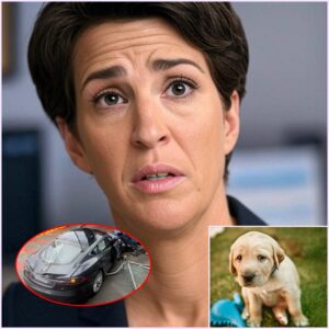 Shocking Incident: Rachel Maddow Involved in Hit-and-Run with Dog, Witnesses Claim