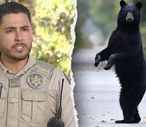 An man and his dog were mauled to death by a black bear in Jerome, Florida. The 89-year-old man's death marks the first fatality attributed to a black bear in state history.
