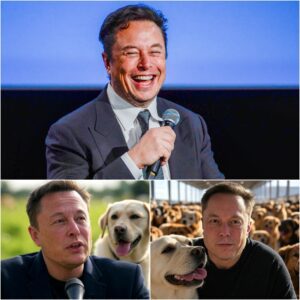BREAKING NEWS๐ด: Elon Musk broke the internet with a shocking announcement: he will invest $20 million to build a "paradise" dedicated to rescuing stray dogs, promising love and homes to thousands of abandoned puppies...