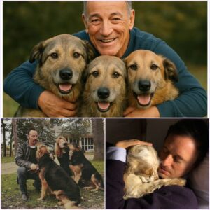Bruce Springsteen Ignites the Web with a Shocking Announcement: $20 Million Investment to Create a ‘Paradise’ for Stray Dogs