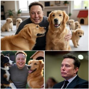 TEARS ON THE INTERNET : Elon Musk spends $20 MILLION to build a “STRAY DOG PARADISE” — NGL