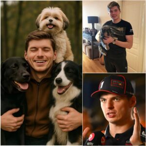 Max Verstappen Ignites the Web with a Shocking Announcement: He Will Invest 20 Million Dollars to Build a ‘Paradise’ for Stray Dogs - NGL