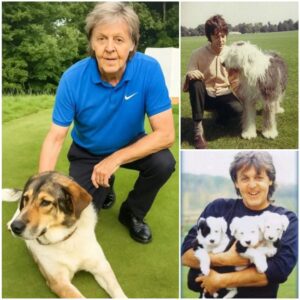 Paul McCartney breaks the internet with a shocking announcement: he will invest $10 million to build a โRESCUERโ dedicated to rescuing stray -ngl