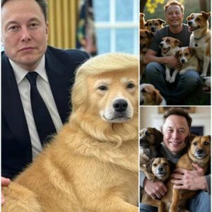 Elon Musk ignites the web with a SHOCKING announcement: he will invest 20 million dollars to build a 'paradise' dedicated to rescuing stray dogs, promising love - ngl