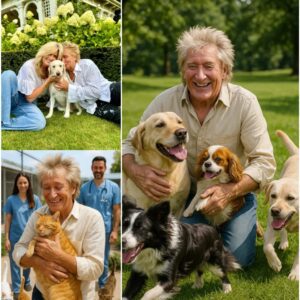 BREAKING NEWS: Rod Stewart ignites the internet with a heart-melting announcement, revealing plans to invest £10 million into building a ‘paradise’ for stray dogs and cats