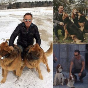 BREAKING NEWS: Bruce Springsteen is taking the world by storm with an emotional revelation—he’s pledging a staggering £10 million to create a true haven for stray dogs and cats.