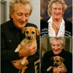 BREAKING: Rod Stewart calls it “Dogtopia” — a massive 15-hectare facility being developed outside London, backed by his $5 million investment