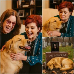"It's been 3 days", Ozzy Osbourne's pet dog has not left his resting place with tearful eyes, looking into the distance as if waiting for him to return...