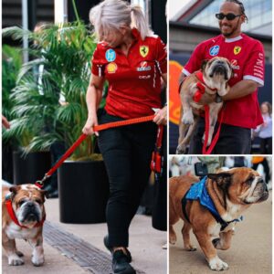 Lewis Hamilton’s Personal Doctor, Angela Cullen, reveals Concerning Health Issue with His Dog Roscoe, Impacting Hamilton’s Focus during recent Ferrari Races 🐕‍🦺