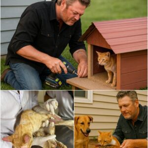 BLAKE SHELTON'S MILLION-DOLLAR CAT RESCUE STUNS FANS: IS THIS HIS TRUE LEGACY? congchua