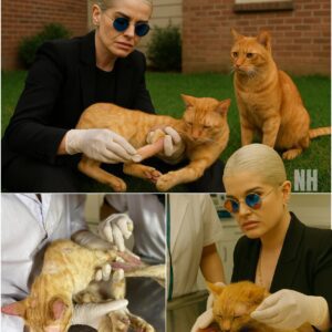 KELLY OSBOURNE’S $1 MILLION CAT SANCTUARY TAKES THE WORLD BY SURPRISE: IS THIS HER REAL PURPOSE? congchua