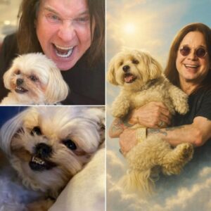 “Ozzy’s Dog Died of a Broken Heart? Bella’s Final Act Leaves Family—and Fans—Shattered” congchua