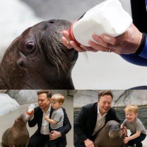 Elon Musk Visits SeaWorld With Son — What the Baby Walrus Did Next Left Everyone Speechless. ws