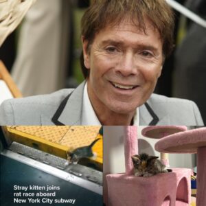 HEARTWARMING NEWS: Tiny kitten lost deep within the bustling New York subway system ws