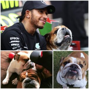 THINKING OF COCO, ALWAYS! Lewis Hamilton is "HEARTBROKEN" over his beautiful Bulldog, Roscoe's partner. โI Hope Sheโs in a Better Placeโ โ Lewis Hamilton Pays Touching Tribute to his Pet Dog, Coco ๐ข