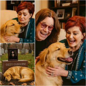 "Itโs been three days," Ozzy Osbourneโs beloved dog has not left his resting place. With tearful eyes, it stares into the distance, as if waiting for him to returnโฆ
