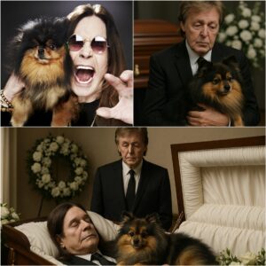 Paul McCartney Adopts Ozzy Osbourne’s Loyal Pomeranian in a Heartfelt Farewell: A Tribute to the Rock Legend - nh
