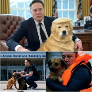 Elon Musk's Heartwarming Act: Elon Musk's inspiring act of kindness, from rescuing a dog to donating $10 million for animal relief efforts. Let's see what this money has done in terms of meaning.