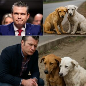 On his way home, Pete Hegseth spotted two stray dogs — one golden and one white — huddled together on the roadside. They looked frail but refused to leave each other’s side. 🐶