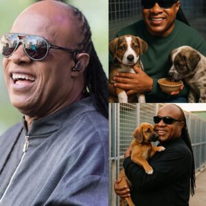 UPDATE NEWS: Stevie Wonder, the legendary icon of soul and pop, has pledged to donate all proceeds from his upcoming September tour dates in North America to create a ‘paradise’ for stray dogs and cats. ws