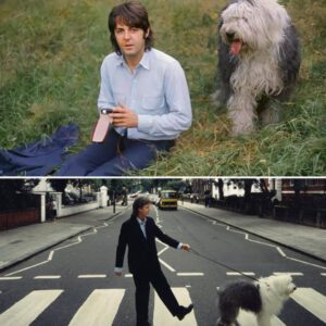Paul McCartney’s Unexpected Mission: Turning Concert Profits Into a Sanctuary for Stray Animals